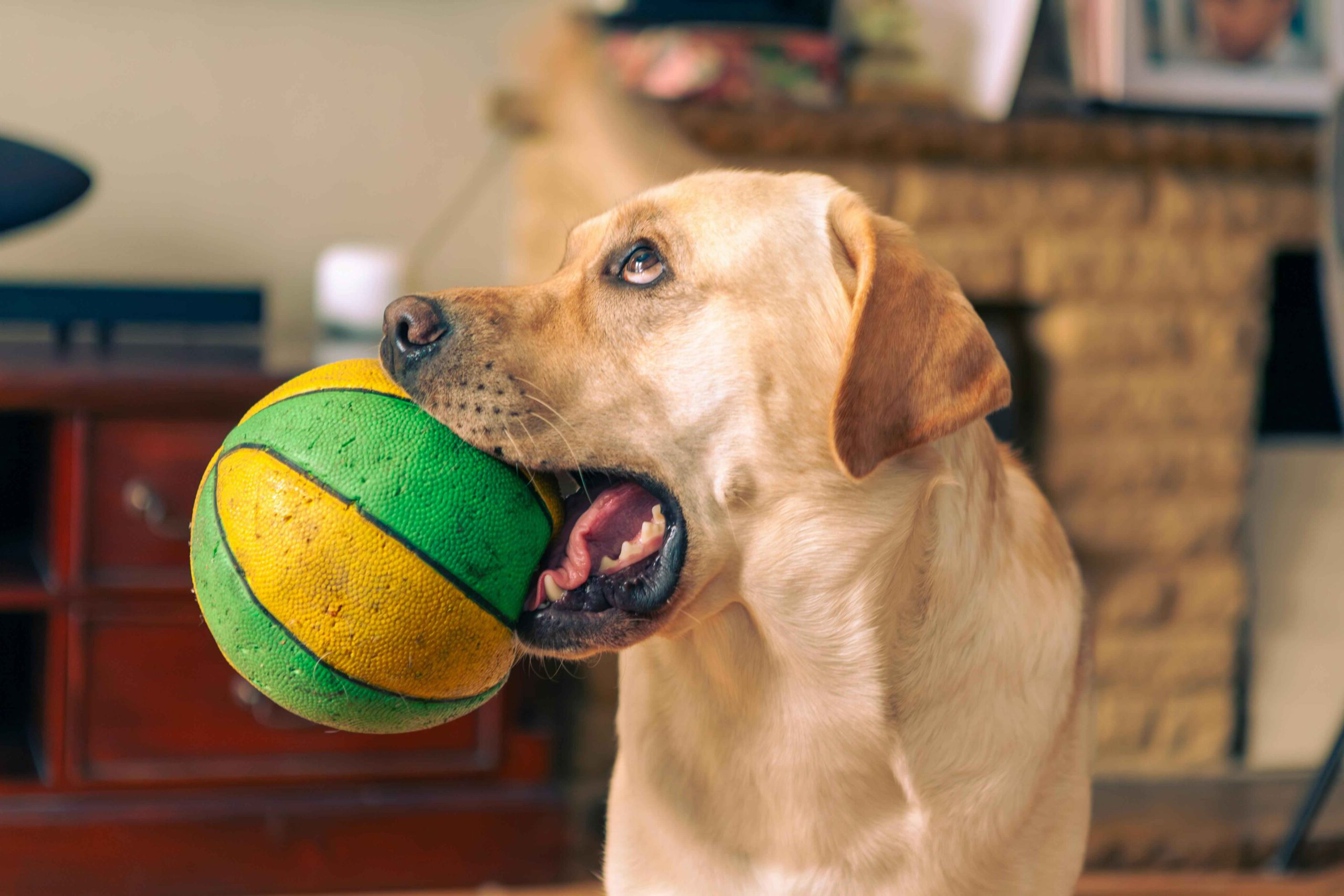 dog-ball-carnivores-vertebrate-toy-sports-equipment-1694206-pxhere.com_11zon-scaled-1